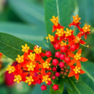 May include: A cluster of Asclepias tuberosa flowers featuring vibrant orange and yellow petals. The star-shaped blossoms are arranged in dense umbels, accompanied by pointed green leaves that provide a natural backdrop to the bright floral display.
