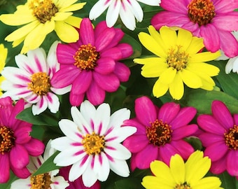 Burpee Himbeer-Limonaden-Mix Zinniensamen, farbenfrohe einjährige Blumen für Bauerngärten, Beete und Schnittsträuße