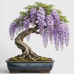 May include: A wisteria bonsai tree with a thick, gnarled, textured brown trunk and green leaves, featuring cascading clusters of light purple flowers. The tree is planted in a rectangular, dark blue glazed ceramic pot with visible moss.