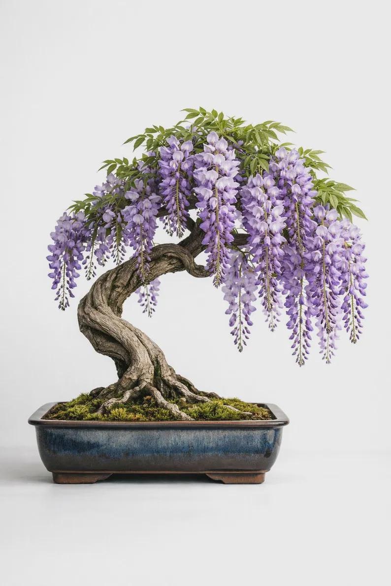 May include: A wisteria bonsai tree with a thick, gnarled, textured brown trunk and green leaves, featuring cascading clusters of light purple flowers. The tree is planted in a rectangular, dark blue glazed ceramic pot with visible moss.