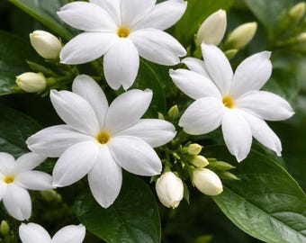 Duftjasmin-Samen, seltene Duftblumen für Bauerngärten, Kübel und Gartenflächen im Freien