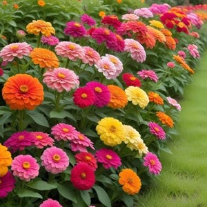 Zinniafrön från California Giants, färgglada ettåriga arvsblommor för stugträdgårdar, rabatter och snittbuketter bild 4