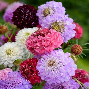Mixed Scabiosa Seeds Pincushion Flower Garden Blooms Perennial Pollinator Friendly Variety