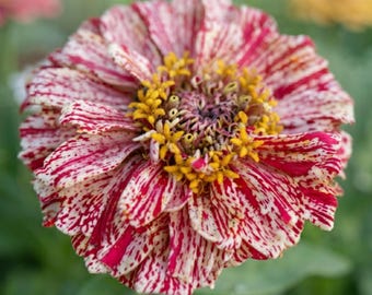 Bon Bon Mix Zinniensamen, farbenfrohe, traditionelle Blumen für Bauerngärten, Beete und Schnittsträuße