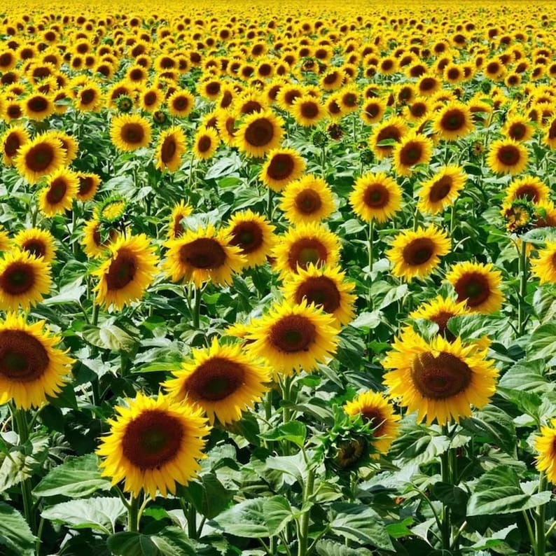 Pu&ograve; includere: Un vasto campo di girasoli giallo brillante con centri marrone scuro, ognuno caratterizzato da grandi petali vivaci e foglie verdi, che si estendono attraverso il paesaggio alla luce del giorno, creando un motivo floreale denso e ripetitivo.