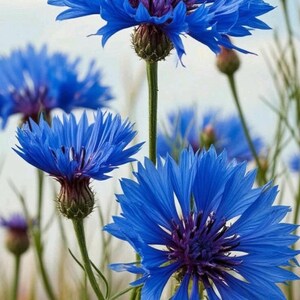 May include: Vibrant blue cornflowers with jagged, fringed petals and dark purple centers. The flowers are positioned on slender green stems, with several unopened buds visible among the blooming flowers against a light sky background.