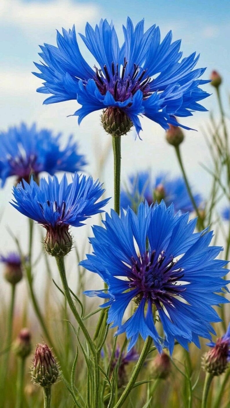 May include: Vibrant blue cornflowers with jagged, fringed petals and dark purple centers. The flowers are positioned on slender green stems, with several unopened buds visible among the blooming flowers against a light sky background.