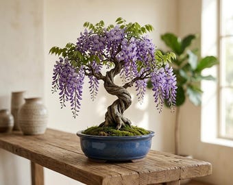 Wisteria Floribunda Starter Tree | Live Flowering Vine for Bonsai Training & Outdoor Growing