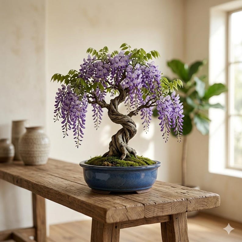 May include: A wisteria bonsai tree with cascading clusters of light purple flowers and green leaves, featuring a thick, twisted, textured brown trunk. The tree is planted in a round, smooth, deep blue ceramic pot filled with green moss.