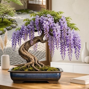 May include: A wisteria bonsai tree with cascading clusters of light purple flowers and green leaves, planted in a rectangular blue ceramic pot with moss at the base. The tree features a thick, textured, gnarled brown trunk and branches.