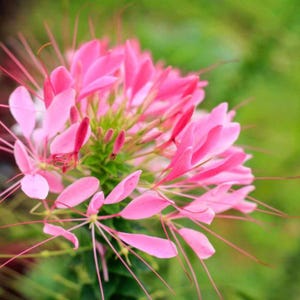 Mixed Cleome Seeds Spider Flower Garden Blooms Colorful Pollinator Friendly Variety