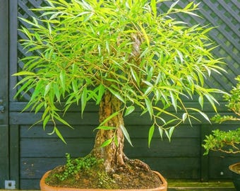 Bonsai Globe Willow Tree - Large Thick Trunk stem cuttings for Indoor and Outdoor Decor