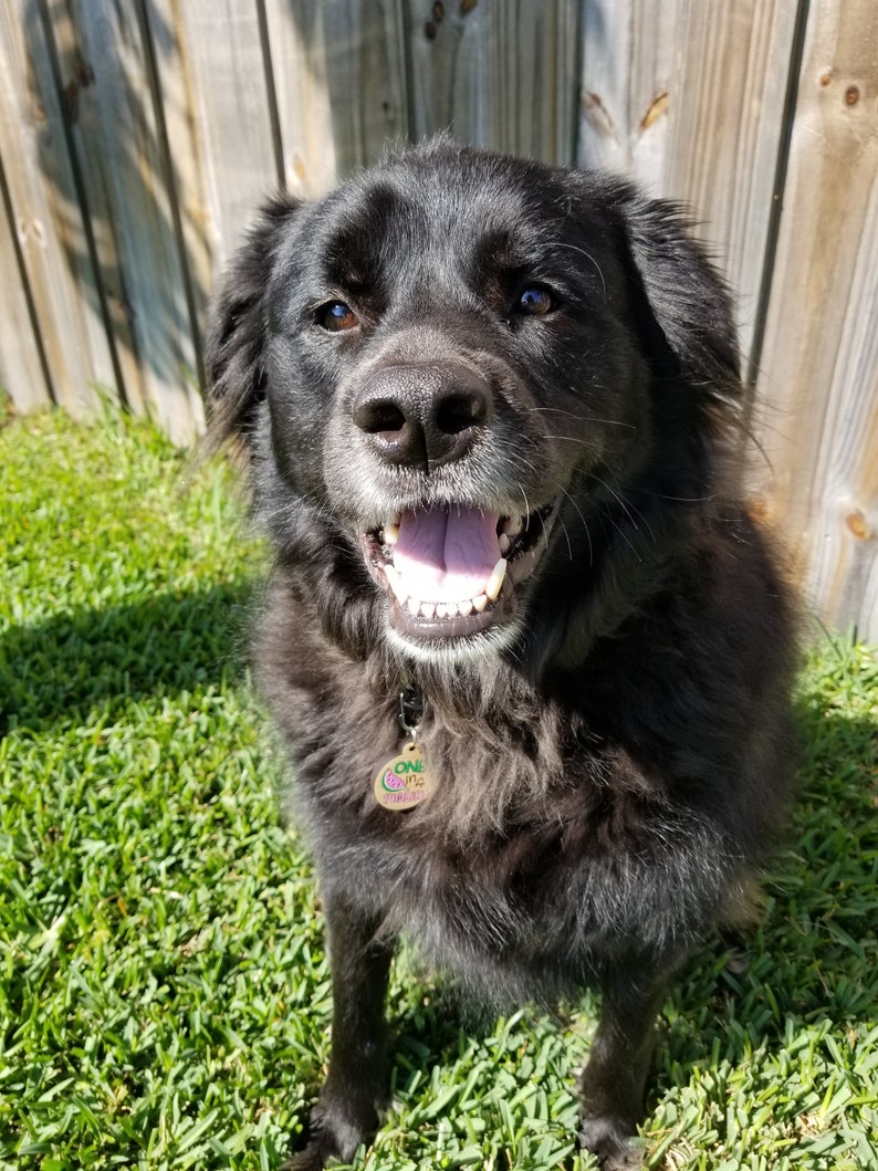 One in a Melon Pet Tag Etsy