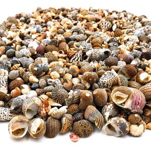 Pode incluir: Uma grande coleção de conchas marinhas sortidas de várias formas e tamanhos. As conchas apresentam uma gama diversificada de texturas e padrões, incluindo riscas castanhas, manchas pretas e desenhos cinzentos salpicados, muitas com interiores em espiral.