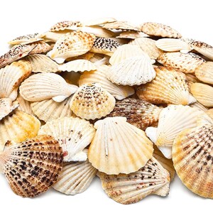 Könnte beinhalten: Eine große Sammlung verschiedener Jakobsmuscheln in verschiedenen Creme-, Braun- und Beigetönen. Die Muscheln weisen ausgeprägte radiale Rillen und natürliche gesprenkelte Muster auf, wobei einige dunkle braune Flecken haben und andere weiß sind.