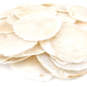 Peut inclure: Une collection de coquilles de capiz circulaires, translucides et blanc cassé. Chaque coquille présente une forme de disque mince, plate et légèrement irrégulière avec un éclat nacré naturel et des textures organiques visibles en pile.