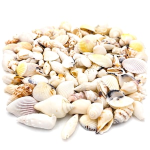 Può includere: Una vasta collezione di conchiglie assortite di varie forme e dimensioni, caratterizzate da colori naturali tra cui bianco, crema, marrone chiaro e giallo pallido. Le conchiglie presentano texture diverse, da superfici lisce a motivi striati e a spirale.