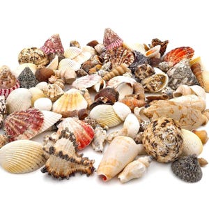 Op de afbeelding: Een grote verzameling diverse schelpen in verschillende vormen, maten en texturen. Het assortiment bevat spiraalvormige schelpen, waaiervormige tweekleppigen en kegelschelpen in natuurlijke tinten wit, beige, bruin, grijs en fel oranje-rood.