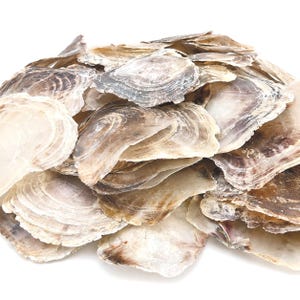 May include: A collection of flat, translucent oyster shells featuring irregular, layered shapes with natural color variations ranging from creamy white and beige to dark brown, showcasing organic textures and thin, brittle edges throughout.