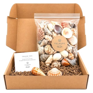 Natural Mixed Seashell Collection | Assorted Beach Shells for Crafts, Coastal Decor