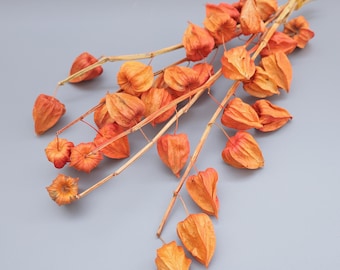Dried Physalis Flower Branches, Chinese Lantern Pods, Fall Decor