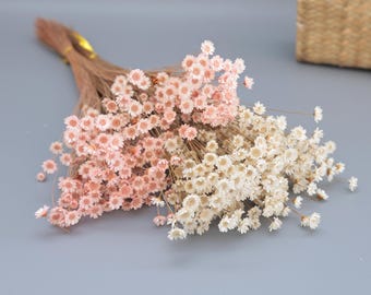 Natural Star Flower Blossom Dried Small Daisies