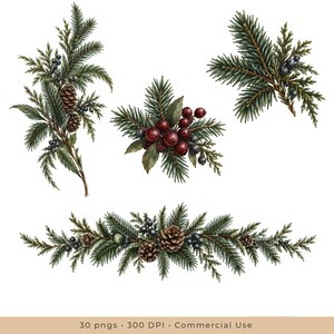 Może przedstawiać: Kolekcja ilustracji botanicznych przedstawiających wiecznie zielone gałązki sosny, brązowe szyszki oraz kiście ciemnoczerwonych i niebieskich jag&oacute;d. Zestaw zawiera trzy oddzielne kompozycje igliwia i owoc&oacute;w na białym tle.