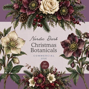 Może przedstawiać: Cyfrowa kolekcja Nordic Dark Christmas Botanicals zawierająca akwarelowe ilustracje ciemiernik&oacute;w, gałązek sosnowych, szyszek i czerwonych jag&oacute;d. Tekst głosi Nordic Dark Christmas Botanicals COMMERCIAL USE 30 pngs.