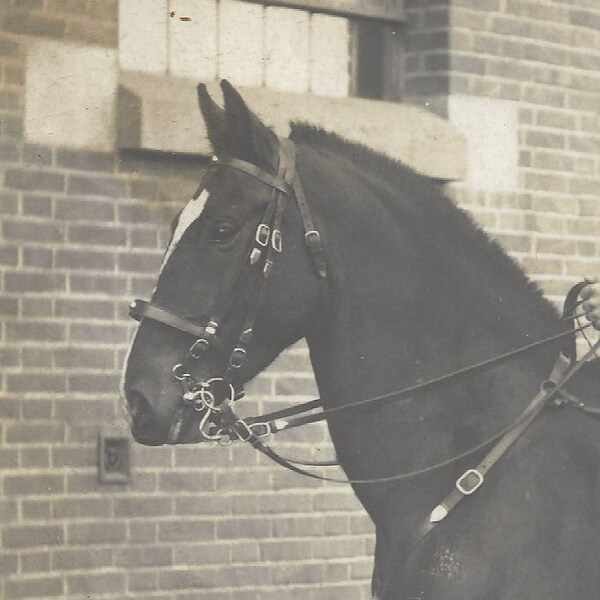 Kavalleriepferd - 1910s Oldenburg War Horse Silver Gelatin Print Real Photo Postcard