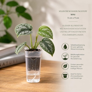 May include: A small, clear, self-watering plastic planter containing a plant with heart-shaped, variegated silver and green leaves. The planter measures 5 cm by 9 cm and features a visible water reservoir at the base with a white wick.