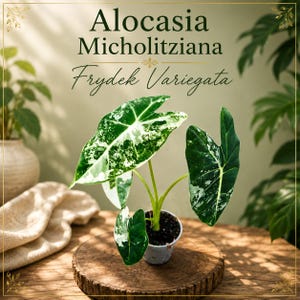 Könnte beinhalten: Eine Alocasia Micholitziana Frydek Variegata Pflanze mit pfeilförmigen Blättern, die eine weiße und grüne Panaschierung aufweisen. Die Pflanze steht in einem kleinen Topf auf einem runden Holzsockel. Der Text Alocasia Micholitziana Frydek Variegata ist sichtbar.
