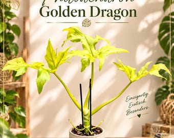 Op de afbeelding: Een Philodendron Golden Dragon plant met heldere geelgroene, gelobde bladeren ondersteund door zwarte stokken in een gestructureerde, lichtgekleurde pot. De afbeelding bevat de tekst Philodendron Golden Dragon en Einzigartig. Exotisch. Besonders.