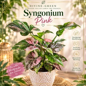 Peut inclure: Une plante Syngonium Pink aux feuilles en forme de flèche panachées de vert et de rose dans un pot en céramique blanc texturé. L'image contient le texte : DIVINE-GREEN, PFLANZEN VOLLER LEBEN UND ENERGIE, Syngonium Pink, Ein echter Blickfang für dein Zuhause.