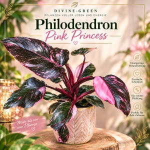 Può includere: Una pianta Philodendron Pink Princess con foglie variegate verde scuro e rosa in un vaso testurizzato rosa chiaro e oro. L'immagine include il testo DIVINE-GREEN, Philodendron Pink Princess e Mehr als nur eine Pflanze.