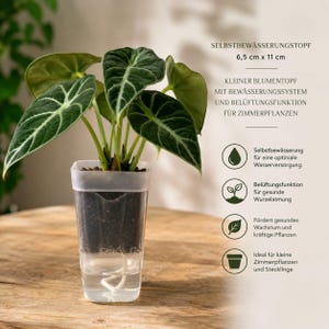 Puede incluir: Una maceta transparente de autorriego de 6,5 cm por 11 cm con una planta Alocasia de color verde oscuro y venas blancas. El texto dice SELBSTBEWÄSSERUNGSTOPF, 6,5 cm x 11 cm, KLEINER BLUMENTOPF MIT BEWÄSSERUNGSSYSTEM UND BELÜFTUNGSFUNKTION.