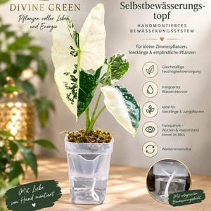 DIVINE GREEN 5x Mini Självbevattnande Krukor – Handmonterat Bevattningssystem för Små Krukväxter & Sticklingar