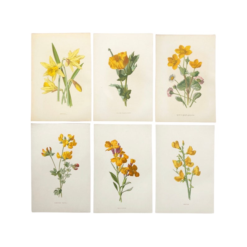 Familiar Wild Flowers antique book plates, illustrated by F Edward Hulme, yellow flower selection. image 2