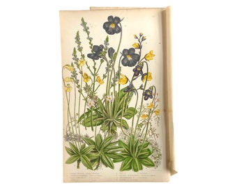 The flowering plants of Great Britain, 1850s colour plates. Antique flower print.