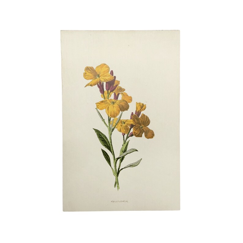 Familiar Wild Flowers antique book plates, illustrated by F Edward Hulme, yellow flower selection. Wallflower