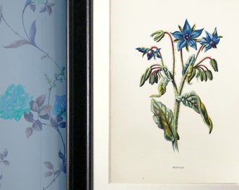 Familiar Wild Flowers antique book plates, illustrated by F Edward Hulme, Blue flower selection.