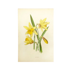 Familiar Wild Flowers antique book plates, illustrated by F Edward Hulme, yellow flower selection. Daffodil