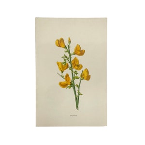 Familiar Wild Flowers antique book plates, illustrated by F Edward Hulme, yellow flower selection. Broom
