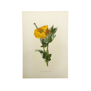 Familiar Wild Flowers antique book plates, illustrated by F Edward Hulme, yellow flower selection. Yellow Horned Poppy