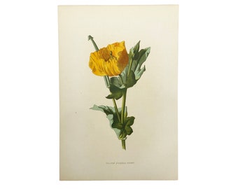 Familiar Wild Flowers antique book plates, illustrated by F Edward Hulme, yellow flower selection.