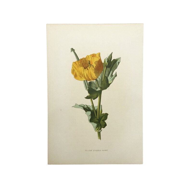 Familiar Wild Flowers antique book plates, illustrated by F Edward Hulme, yellow flower selection. Yellow Horned Poppy