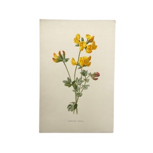 Familiar Wild Flowers antique book plates, illustrated by F Edward Hulme, yellow flower selection. Birdsfoot Trefoil