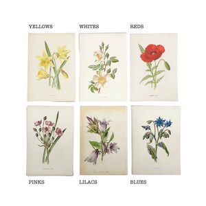 Familiar Wild Flowers antique book plates, illustrated by F Edward Hulme, yellow flower selection. image 8