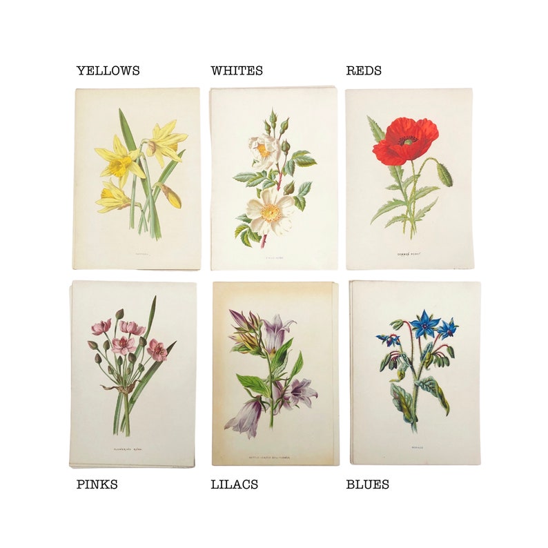 Familiar Wild Flowers antique book plates, illustrated by F Edward Hulme, yellow flower selection. image 8