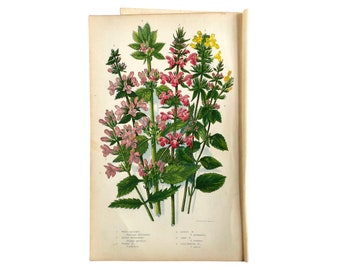 The flowering plants of Great Britain, 1850s colour plates. Antique flower print.