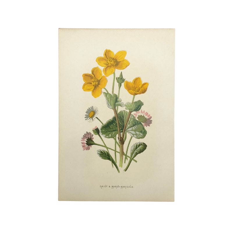 Familiar Wild Flowers antique book plates, illustrated by F Edward Hulme, yellow flower selection. Daisy Marsh-Marigold